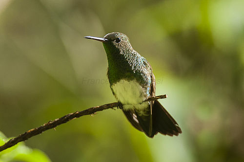 Snowy-bellied hummingbird